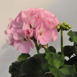 Geranie 'Green Idols Apple Blossom' Hellrosa, Stehend, Topf-Ø 13 Cm, 6er-Set -Der Grillgarten 0612140036 KB Pelargonium zonale GreenIdols Appleblossom 77763