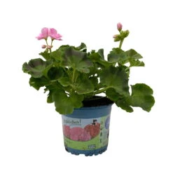Geranie 'Green Idols Apple Blossom' Hellrosa, Stehend, Topf-Ø 13 Cm, 6er-Set -Der Grillgarten 0612140036 KB Pelargonium zonale T13 GreenIdols Appleblossom 6er Set WS 1 93550