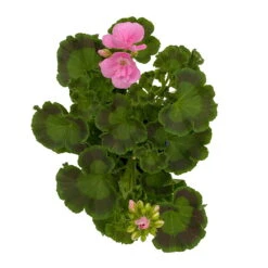 Geranie 'Green Idols Apple Blossom' Hellrosa, Stehend, Topf-Ø 13 Cm, 6er-Set -Der Grillgarten 0612140036 KB Pelargonium zonale T13 GreenIdols Appleblossom 6er Set WS 4 93551