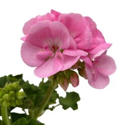 Geranie 'Green Idols Apple Blossom' Hellrosa, Stehend, Topf-Ø 13 Cm, 6er-Set -Der Grillgarten 0612140036 KB Pelargonium zonale T13 GreenIdols Appleblossom 6er Set WS 5 93548