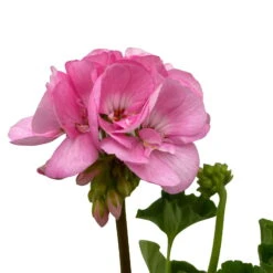 Geranie 'Green Idols Apple Blossom' Hellrosa, Stehend, Topf-Ø 13 Cm, 6er-Set -Der Grillgarten 0612140036 KB Pelargonium zonale T13 GreenIdols Appleblossom 6er Set WS 6 93549