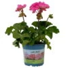 Geranie 'Moonlight® Amelie' Pink, Stehend, Topf-Ø 13 Cm, 6er-Set -Der Grillgarten 0612140101 KB Pelargonium zonale T13 Moonlight Amelie 6er Set 3 111971
