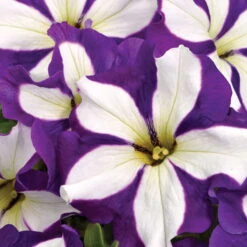 Petunie 'Crazytunia® Lucky Lilac' Lila-weiß, Hängend, Topf-Ø 13 Cm,6er-Set 7 Petunie 'Crazytunia® Lucky Lilac' Lila-weiß, Hängend, Topf-Ø 13 Cm,6er-Set -Der Grillgarten 0613170049 KB Petunia T13 Lucky Lilac1 75880