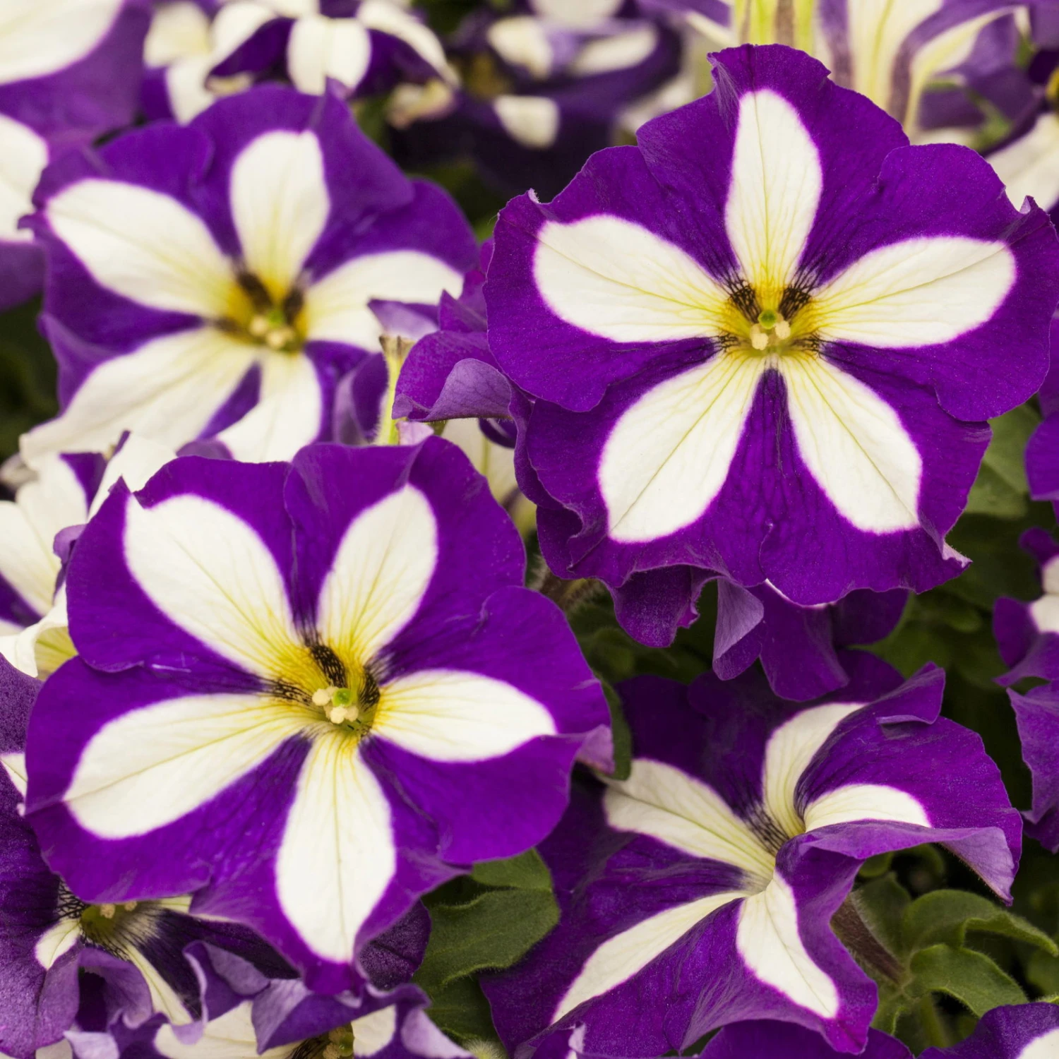 Petunie 'Crazytunia® Lucky Lilac' Lila-weiß, Hängend, Topf-Ø 13 Cm,6er-Set 3 Petunie 'Crazytunia® Lucky Lilac' Lila-weiß, Hängend, Topf-Ø 13 Cm,6er-Set