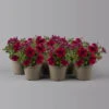 Petunie 'Sweetunia® Suzie Storm' Pink-rot, Hängend, Topf -Ø 13 Cm, 6er-Set 1 Petunie 'Sweetunia® Suzie Storm' Pink-rot, Hängend, Topf -Ø 13 Cm, 6er-Set -Der Grillgarten 0613170141 Petunia T13 Suzie Storm gesternt 6er Set set 122584