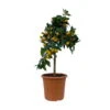 Kumquat, Stamm, Topf-Ø 22 Cm -Der Grillgarten 0630100261 KB Citrus fort marg Stamm T22 3 104313