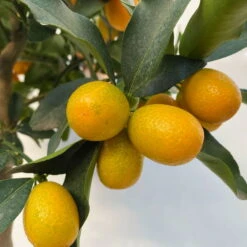 Kumquat, Stamm, Topf-Ø 22 Cm -Der Grillgarten 0630100261 KB Citrus fort marg Stamm T22 7 104208