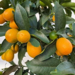 Kumquat, Stamm, Topf-Ø 22 Cm -Der Grillgarten 0630100261 KB Citrus fort marg Stamm T22 8 104207