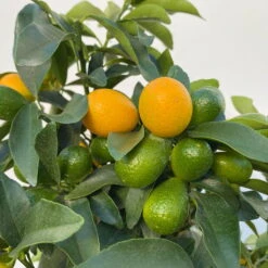 Kumquat, Stamm, Topf-Ø 22 Cm -Der Grillgarten 0630100261 KB Citrus fort marg Stamm T22 9 104206