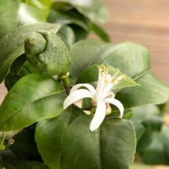 Zitronenbaum, Stamm, Topf-Ø 24 Cm, Höhe Ca. 140 Cm -Der Grillgarten 0630100481 Citrus limon Bluete GS624989 Citrus limon 77068