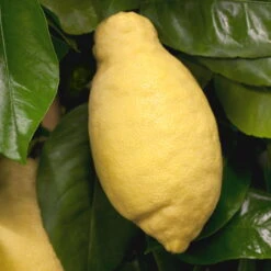 Zitronenbaum, Stamm, Topf-Ø 24 Cm, Höhe Ca. 140 Cm -Der Grillgarten 0630100481 Citrus limon Frucht am Zweig GS426522 Citrus limon 77067