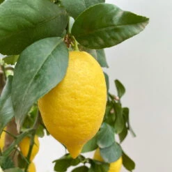 Zitronenbaum, Stamm, Topf-Ø 33 Cm, Höhe Ca. 150 Cm -Der Grillgarten 0630100696 KB Citrus limon Stamm T33 2 90763