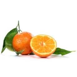 Clementine, Stamm, Topf-Ø Ca. 20 Cm, Höhe Ca. 60 Cm -Der Grillgarten 0630100712 0630100713 KB Citrus clementina Stamm WS 98317