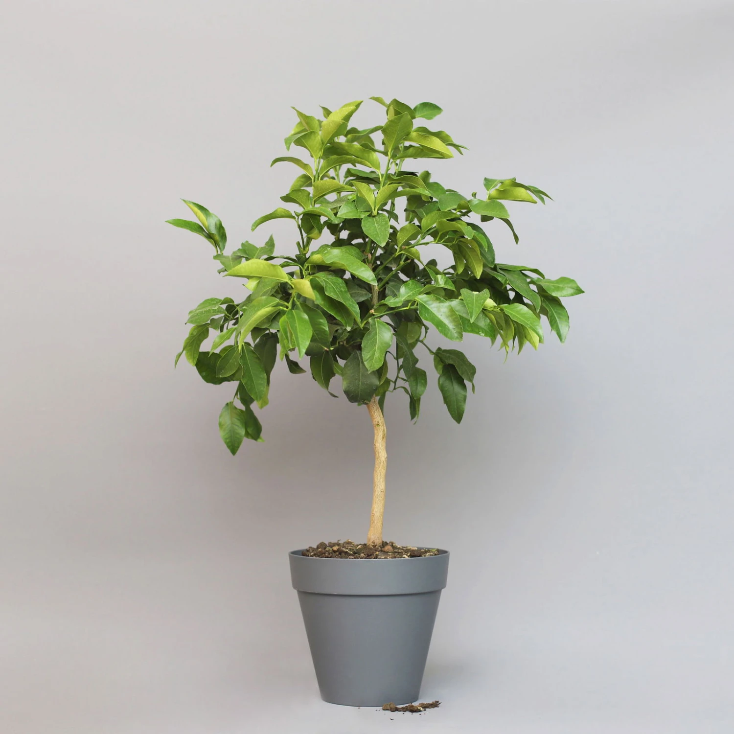 Bergamotte 'Bergamia', Stamm, Topf-Ø 20 Cm, Höhe Ca. 60 Cm 4 Bergamotte 'Bergamia', Stamm, Topf-Ø 20 Cm, Höhe Ca. 60 Cm – Bild 2