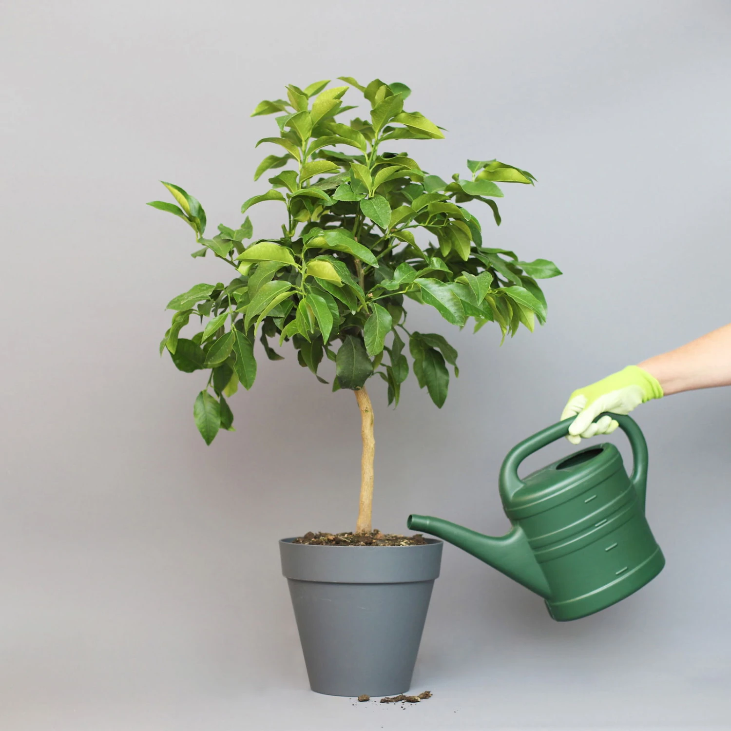 Bergamotte 'Bergamia', Stamm, Topf-Ø 20 Cm, Höhe Ca. 60 Cm 5 Bergamotte 'Bergamia', Stamm, Topf-Ø 20 Cm, Höhe Ca. 60 Cm – Bild 3