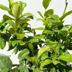 Zitronenbaum, Stamm, Topf-Ø 24 Cm, Höhe Ca. 140 Cm -Der Grillgarten 0630200015 Citrus limon Stamm T24 4 112132