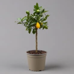 Limequat, Topf Ca. 20 Cm Ø, Höhe Ca. 60 Cm, -Der Grillgarten 0630300001 Citrus x floridana Stamm T20 3162 Limequat H60 farb Topf 2 125604