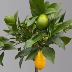 Limequat, Topf Ca. 20 Cm Ø, Höhe Ca. 60 Cm, -Der Grillgarten 0630300001 Citrus x floridana Stamm T20 3162 Limequat H60 farb Topf 3 125603