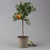Citrus Myrtifolia, Stamm, Topf-Ø 20 Cm, Höhe Ca. 60 Cm -Der Grillgarten 0630400005 Citrus myrtifolia Stamm T20 Chinotto H60 1 125605