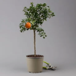 Citrus Myrtifolia, Stamm, Topf-Ø 20 Cm, Höhe Ca. 60 Cm