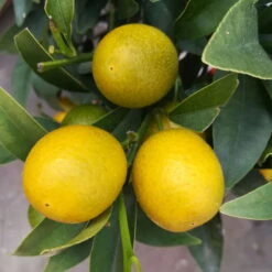Kumquat, Stamm, Topf-Ø 22 Cm -Der Grillgarten 0630400015 Citrus fort margarita Stamm T20 H60 70 Kumquat farbiger Topf 7 78902