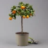 Kumquat 'Obovata', Stamm, Topf-Ø 20 Cm, Höhe Ca. 60 Cm 2 Kumquat 'Obovata', Stamm, Topf-Ø 20 Cm, Höhe Ca. 60 Cm -Der Grillgarten 0630400019 Citrus fort marg Stamm T20 3162 Kumquat Obovata H60 5 125616