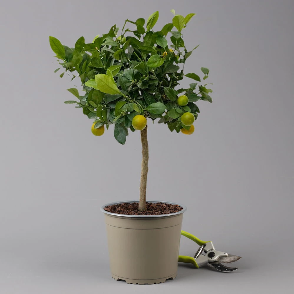 Calamondin, Stamm, Topf-Ø 20 Cm, Höhe Ca. 60 Cm 3 Calamondin, Stamm, Topf-Ø 20 Cm, Höhe Ca. 60 Cm