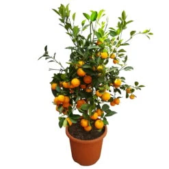 Calamondin, Stamm, Topf-Ø 20 Cm, Höhe Ca. 60 Cm 15 Calamondin, Stamm, Topf-Ø 20 Cm, Höhe Ca. 60 Cm -Der Grillgarten 0630400021 Citrus madurensis Stamm T20 H60 Calamondin farb Topf 5 79072