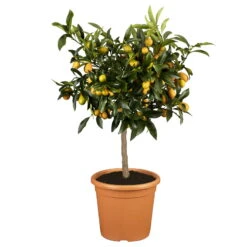 Kumquat, Stamm, Topf-Ø 22 Cm -Der Grillgarten 0630400067 Citrus fort margarita Stamm T20 Kumquat H70 farbiger Topf 98278