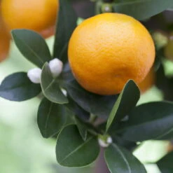 Kumquat, Stamm, Topf-Ø 22 Cm -Der Grillgarten 0630400068 0630400074 Citrus Calamondin 1 98319