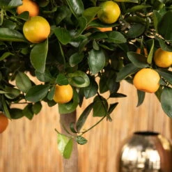 Kumquat, Stamm, Topf-Ø 22 Cm -Der Grillgarten 0630400068 0630400074 Citrus Calamondin 2 98320