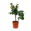 Grapefruitbaum, Stamm, Topf-Ø 20 Cm, Höhe Ca. 70 Cm -Der Grillgarten 0630500001 Citrus paradisi Stamm T20 2 104344