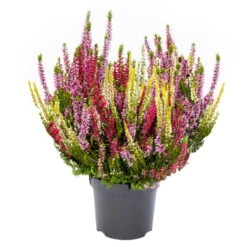 Knopsenheide 'Starlight® Milca-Trio', Lila-rot-weiß, Topf-Ø 11 Cm, 6er-Set -Der Grillgarten 0650200158 KB Calluna vulgaris Milka Trio rotlilaweissgelblaub Set 6 1 1 80316