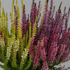 Knopsenheide 'Starlight® Milca-Trio', Lila-rot-weiß, Topf-Ø 11 Cm, 6er-Set -Der Grillgarten 0650200212 0650200220 Calluna vulgaris Milca Trio T11 rotlilaweiss 6erSet 2 125923