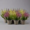 Knopsenheide 'Starlight® Milca-Trio', Lila-rot-weiß, Topf-Ø 11 Cm, 6er-Set -Der Grillgarten 0650200212 0650200220 Calluna vulgaris Milca Trio T11 rotlilaweiss 6erSet 4 125921