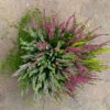 Heidepflanzen Mix, Farbe Variiert, Topf-/Schalen-Ø 23cm -Der Grillgarten 0651200009 Heide Mix Schale T23 2 125798