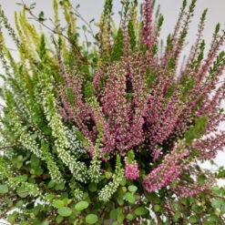 Heidepflanzen Mix, Farbe Variiert, Topf-/Schalen-Ø 23cm -Der Grillgarten 0651200029 Heide Mix anthrazitfarbener Topf Set 2 4 81503