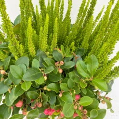 Calluna Skyline & Gaultheria Grün-rot, Pflanzschalen/-topf-Ø 23 Cm -Der Grillgarten 0651200066 Calluna Skyline Gaultheria Schale 4 112941