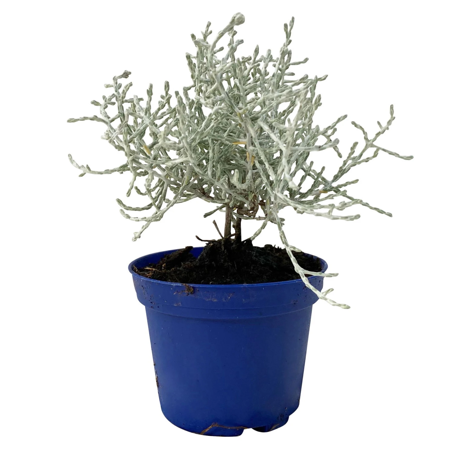 Calocephalus Silber-grau, Mini, Topf-Ø 7 Cm, 12er-Set 3 Calocephalus Silber-grau, Mini, Topf-Ø 7 Cm, 12er-Set