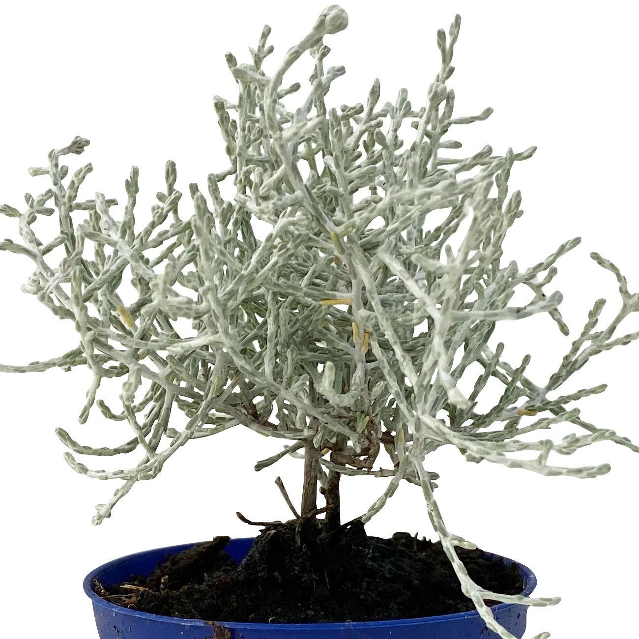 Calocephalus Silber-grau, Mini, Topf-Ø 7 Cm, 12er-Set 4 Calocephalus Silber-grau, Mini, Topf-Ø 7 Cm, 12er-Set – Bild 2