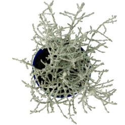 Calocephalus Silber-grau, Mini, Topf-Ø 7 Cm, 12er-Set 9 Calocephalus Silber-grau, Mini, Topf-Ø 7 Cm, 12er-Set -Der Grillgarten 0664400078 Calocephalus Mini T6 5 a 116175