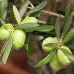 Olivenbaum 'Bonsai', Topf-Ø 25 Cm, Höhe Ca. 55 Cm -Der Grillgarten 0680200048 0680200051 0680200054 0680200057 0680200061 0680200075 Koelle Olea europaea Busch1 76776