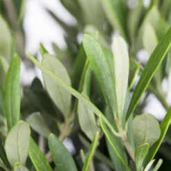 Olivenbaum 'Bonsai', Topf-Ø 25 Cm, Höhe Ca. 55 Cm -Der Grillgarten 0680200048 0680200051 0680200054 0680200057 0680200061 0680200075 Koelle Olea europaea Busch 76777