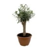 Olivenbaum 'Bonsai', Topf-Ø 25 Cm, Höhe Ca. 55 Cm -Der Grillgarten 0680200048 Koelle Olea europaea Schale T25 4 104346