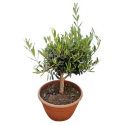 Olivenbaum 'Bonsai', Topf-Ø 25 Cm, Höhe Ca. 55 Cm -Der Grillgarten 0680200048 Koelle Olea europaea Schale T25 2 78685