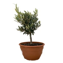 Olivenbaum 'Bonsai', Topf-Ø 20 Cm, Höhe Ca. 45 Cm -Der Grillgarten 0680200051 Koelle Olea europaea Schale Bonsai 1 110027