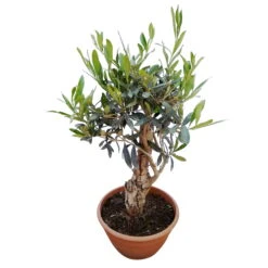 Olivenbaum 'Bonsai', Topf-Ø 20 Cm, Höhe Ca. 45 Cm -Der Grillgarten 0680200051 Koelle Olea europaea Schale T20 Bonsai H45 55 78686