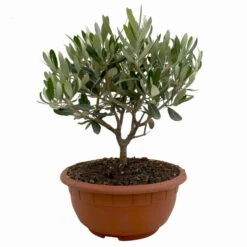 Olivenbaum 'Bonsai', Topf-Ø 20 Cm, Höhe Ca. 45 Cm -Der Grillgarten 0680200051 Olea europaea Schale T20 Bonsai 1 114177