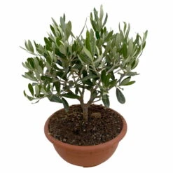 Olivenbaum 'Bonsai', Topf-Ø 20 Cm, Höhe Ca. 45 Cm -Der Grillgarten 0680200051 Olea europaea Schale T20 Bonsai 3 114178