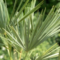 Hanfpalme, Topf-Ø 35 Cm, Höhe Ca. 130-140 Cm -Der Grillgarten 0680300013 0680300032 0680300137 0680300048 Trachycarpus fortuneii T24 H60 1 78542